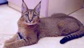 Bream home lynx in druge podobne mačke